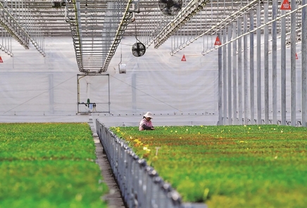 从盐碱滩涂到“云端”数据：昌邑万亩“不毛之地”的数字丰收实验